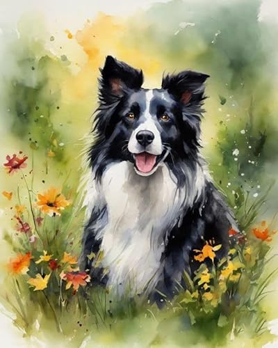 Malen nach Zahlen für Erwachsene, Anfänger, DIY-Geschenk-Leinwand-Malsets,Border Collie im Gras 40x50cm,Ohne Rahmen von ZMHZMY