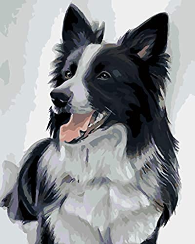 Malen nach Zahlen für Erwachsene, Malen nach Zahlen, Border Collie Haustier Hund Tier inklusive Pinsel und Acrylfarben 30 x 40 cm von ZOZOIN