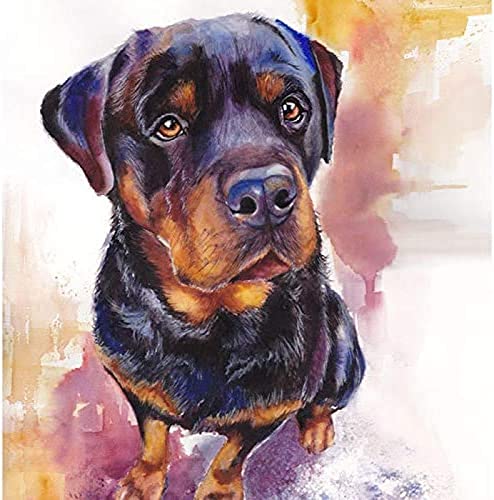 Malen nach Zahlen für Erwachsene Kinder Rottweiler niedlicher Hund DIY digitales Ölgemälde nach Zahlen Kits Leinwand Geburtstag Hochzeitsgeschenk Dekorationen 50 x 60 cm von ZOZOIN