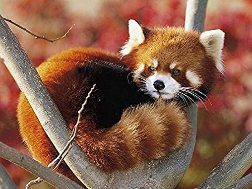 ZOZOIN DIY 5D Diamond Painting Kit Roter Panda auf Baum Kreuzstich Heimdekoration Diamantstickerei Mosaikkunst 30x40CM von ZOZOIN