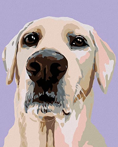 Malen nach Zahlen - LABRADOR RETRIEVER 40x50 cm ohne Keilrahmen von ZUTY