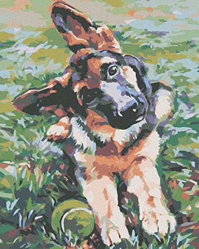 ZUTY 1672231, Malen nach Zahlen-WELPE VOM SCHÄFERHUND 40x50 cm mit Keilrahmen (bereits gespannt), Framed von ZUTY