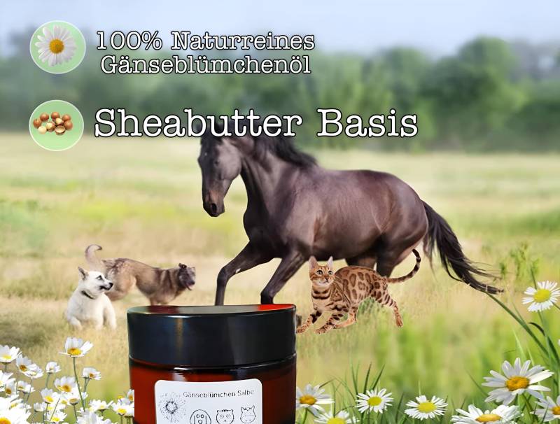 Gänseblümchen Salbe Für Menschen Und Tiere von ZaubertruheShop