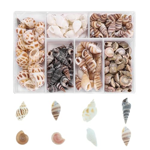 100 Stück Muscheln zum Basteln, 100g Seestern Natürliche Muscheln, mit Aufbewahrungsbox, Muscheln Gemischt Ungebohrt für Armbandschmuck, Handwerk, Handwerk DIY Malerei Beaching, Aquarium, Vasenfüller von Zeaicos