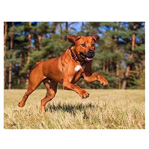 Diamond Painting Rhodesian Ridgeback 30x40cm Diamond Painting Bilder Erwachsene und Kinder Malen Nach Zahlen Crystal Arts Craft Cross Stickerei 5D Diamant Painting für Wand Dekor Diamant Malerei von Znnhtyj