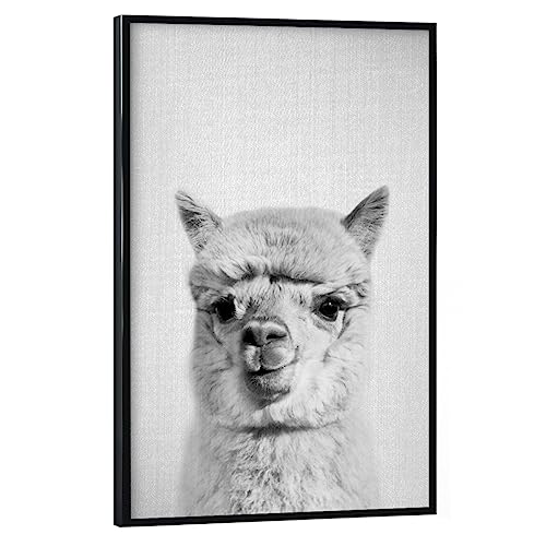 artboxONE Poster mit schwarzem Rahmen 30x20 cm Lama & Alpaka Tiere Alpaca - Black & White - Bild Animal Animal Llama von artboxONE