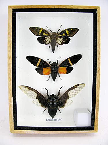 asiahouse24 3 XL Cicada Cicaden in einer Box - echte riesige und exotische Insekten im 3D Schaukasten, Bilderrahmen aus Holz - gerahmt - Taxidermy. Sie kaufen eine Box. von asiahouse24