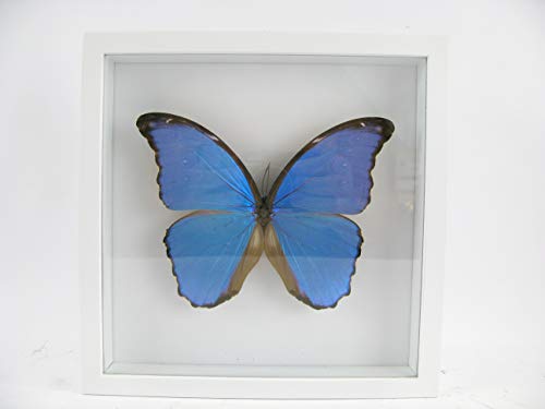 asiahouse24 Blue Morpho Butterfly - echter riesiger und exotischer Schmetterling im 3D Schaukasten, Bilderrahmen aus Holz - gerahmt - Taxidermy von asiahouse24