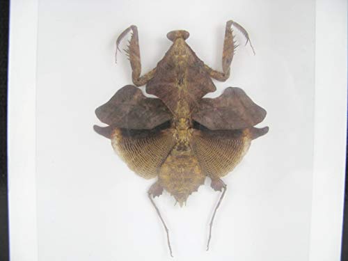 asiahouse24 Dead Leaf Mantis (Deroplatys desiccata) - Gottesanbeterin - echtes riesiges und exotisches Insekt im 3D Schaukasten, Bilderrahmen aus Holz - gerahmt - Taxidermy von asiahouse24