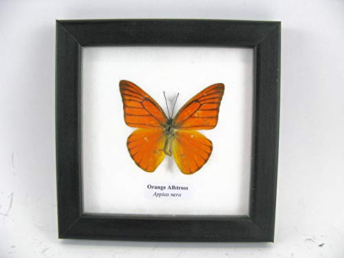 asiahouse24 Orange Albtross - echter wunderschöner und exotischer Schmetterling im Schaukasten, Bilderrahmen aus Holz - gerahmt - Taxidermy von asiahouse24