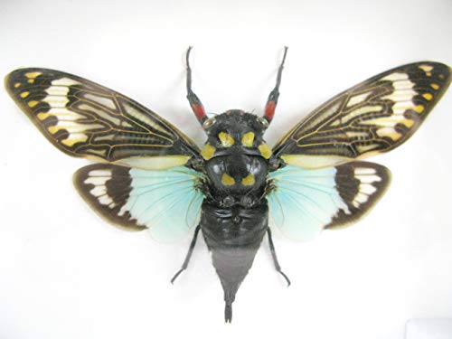 asiahouse24 Tasena stendida Cicade - echtes riesiges und exotisches Insekt im 3D Schaukasten, Bilderrahmen aus Holz - gerahmt - Taxidermy von asiahouse24