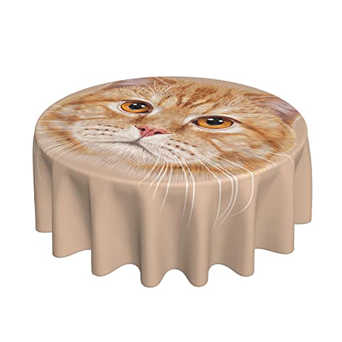 Tischdecke Realistische Katze Rund Wachstuchtischdecke Wetterfeste Wachstischdecke 152Cm Für Camping Picknick Terrasse von bozhoushimotangbaihuoyouxiangongsi