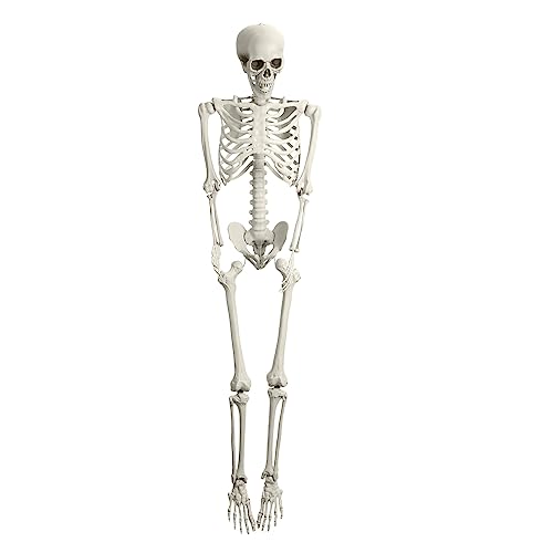 165cm Skelett Lebensgroß Halloween Deko realistische Posable Movable Joints Realistic Full Body Skeleton for Graveyard Haunted House Halloween Indoor Outdoor (weiß) von curfair