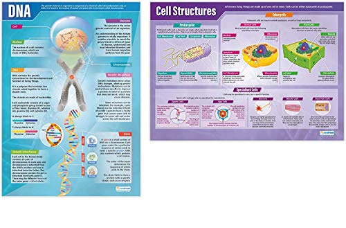 Daydream Education DNA- und Zellstruktur-Poster, Hochglanzpapier, 850 mm x 594 mm (A1) von Daydream Education