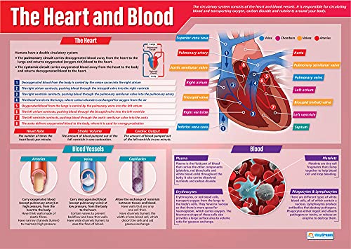 Daydream Education Lehrposter The Heart and Blood, laminiertes Glanzpapier, 850 mm x 594 mm (A1) von Daydream Education