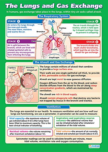 Daydream Education Lehrposter The Lungs und Gas Exchange | Glanzpapier 850 mm x 594 mm (A1) | Wissenschaftliche Diagramme für das Klassenzimmer | Bildungstabelle von Daydream Education von Daydream Education