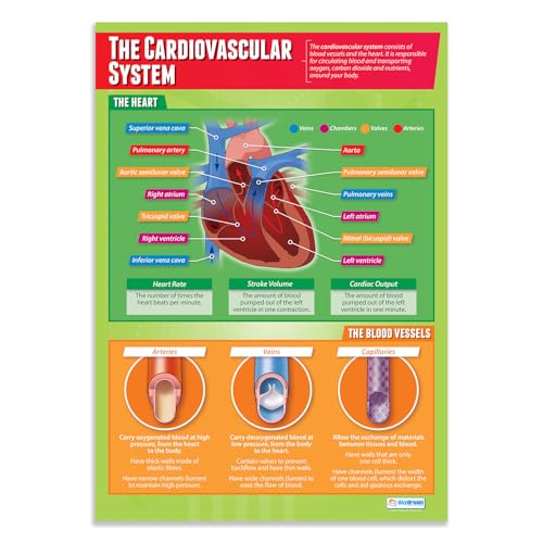 Daydream Education Lernposter „The Cardiovascular System“ (Herz-Kreislauf-System) | Poster für den Sportunterricht | laminiertes Glanzpapier mit den Maßen 850 mm x 594 mm (A1) von Daydream Education