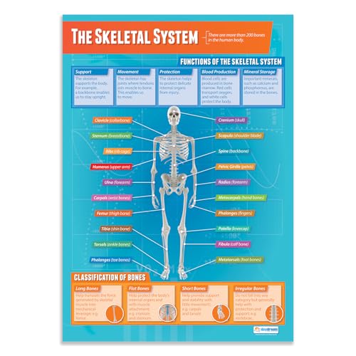 Daydream Education Lernposter „The Skeletal System“ (Das Skelettsystem) für den Sportunterricht, Hochglanzpapier, 850 mm x 594 mm (A1) – in englischer Sprache von Daydream Education