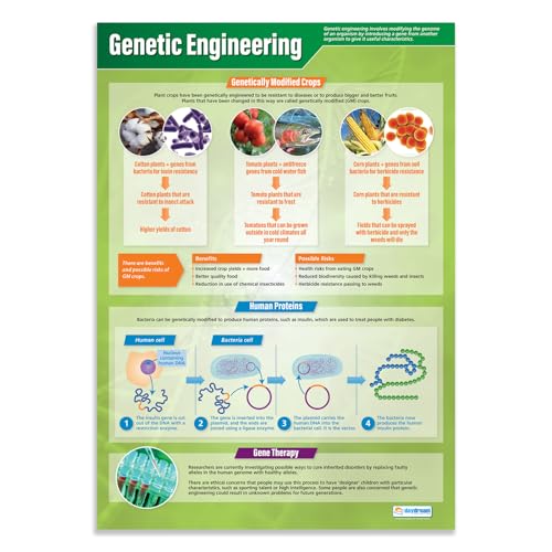 Wissenschaftsposter, Gentechnik, laminiertes Glanzpapier, 850 mm x 594 mm (A1), Wissenschaftsdiagramme für das Klassenzimmer, Bildungstabellen von Daydream Education von Daydream Education