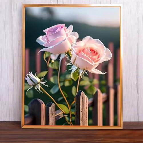 Rosa Rosen Malen Nach Zahlen Erwachsene,DIY Framed DIY Handgemalt Ölgemälde Leinwand Kits Mit Pinsels und Acrylfarbe Als Geschenke und Heimdekoration 55x70cm von ditlvy