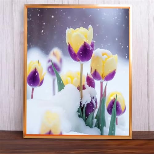 Tulpen Malen Nach Zahlen Erwachsene,DIY Framed DIY Handgemalt Ölgemälde Leinwand Kits Mit Pinsels und Acrylfarbe Als Geschenke und Heimdekoration 55x70cm von ditlvy