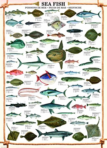 Educational Sea Fish - Seefische Bildung Lernposter Druck von empireposter