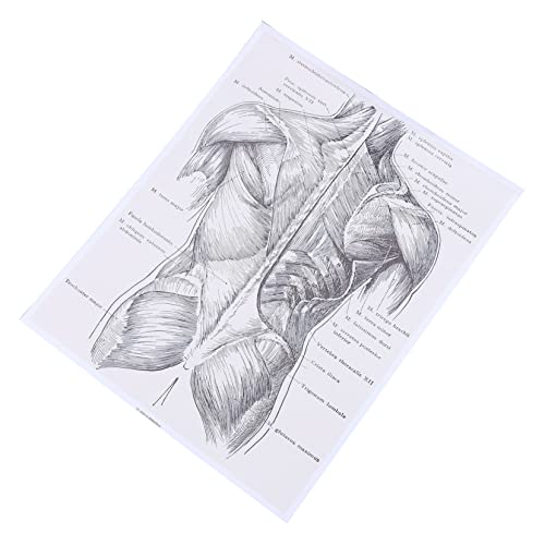 iplusmile 1Stk menschliche Anatomie Poster zum Lymphsystem -Anatomie-Poster anatomy Medizinische Wanddekoration Skelett- -Poster Wandposter aus Chemiefasern von iplusmile