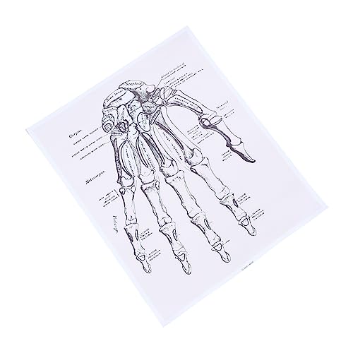 iplusmile 1stk Menschliche Anatomie Organe Menschliches Anatomisches Modell Anatomie-poster Diagramm Der Menschlichen Anatomie Menschliche Wandkunst Skelett Herz Aus Chemiefasern von iplusmile