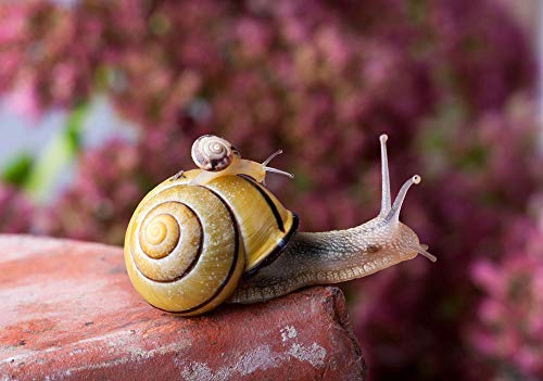 leomuzi DIY Malen Nach Zahlen Schnecke Trägt EIN Kind Wandkunst Dekoration 40X50cm von leomuzi