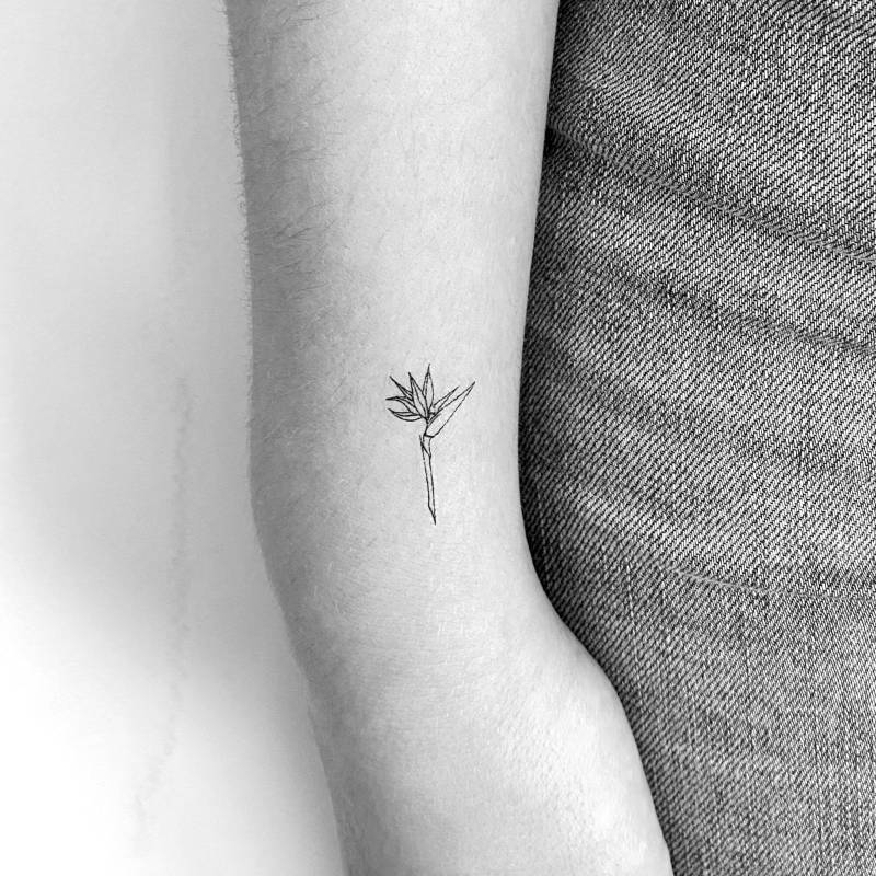 Kleiner Paradiesvogel Temporäres Tattoo | 3Er Set von littletattoos