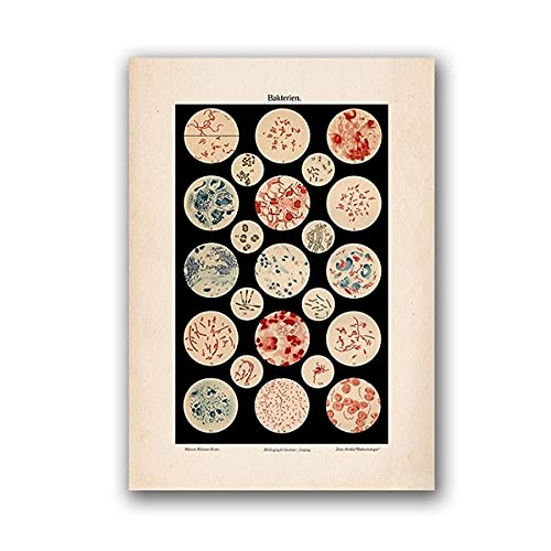 marca generica Mikrobiologie Bakterien Mikrobe Kunstdruck Medizin Poster Wissenschaft Wandkunst Leinwand Malerei Bild Biologie Studie Vintage Dekoration Ungerahmt-50x70cm von marca generica