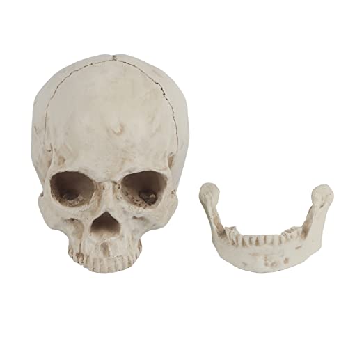 plplaaoo Weißer Harz menschliches Schädel Lifesize Zeichnung Modell Replik Hochstärke umweltfreundliche Material Mandible Abnehmbare künstlerische ation für Halloween Party Bar Night Club plplaaoo Weißer Harz menschliches Schädel Lifesize Zeichnung Modell Replik Hochstärke umweltfreundliche Material Mandible Abnehmbare künstlerische ation für Halloween Party Bar Night Club von plplaaoo