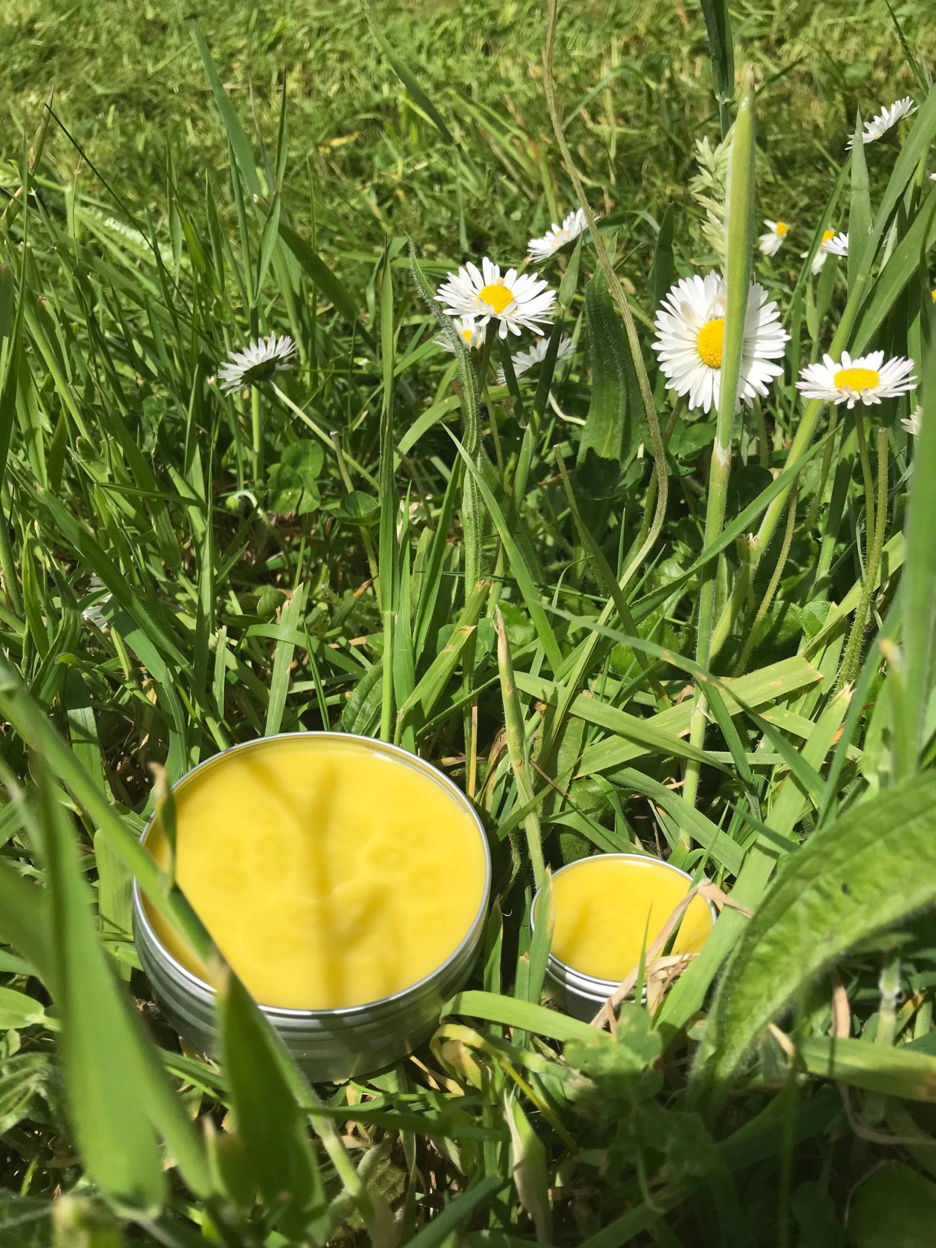 Gänseblümchensalbe von sugarloafbotanics