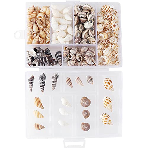 100 Pcs 6 Styles Muscheln,Deko Muscheln zum Basteln Muscheln Zum Basteln Conch Ohne Loch Ocean Beach Muschel Deko Schneckenhäuser Zum Basteln,für Armbandschmuck,Kunst,Heimtextilien von yufana